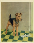 1932 Diana Thorne Vintage Dog Print - Airedale Terrier - Plate