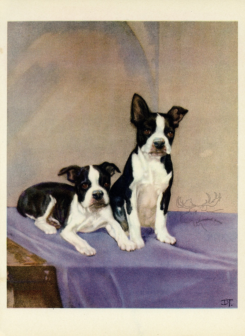 1932 Diana Thorne Vintage Dog Print - Boston Bulldog - Plate #2 at Adirondack Retro