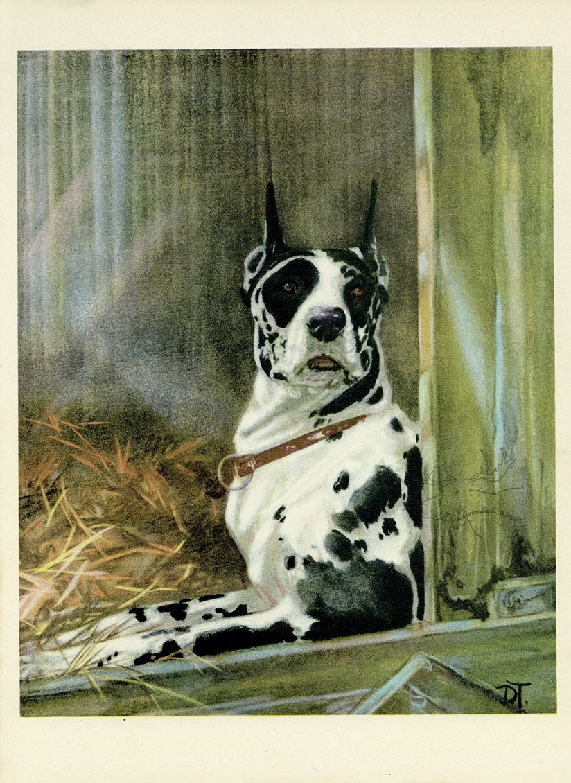 1932 Diana Thorne Vintage Dog Print - Great Dane - Plate #5 at Adirondack Retro