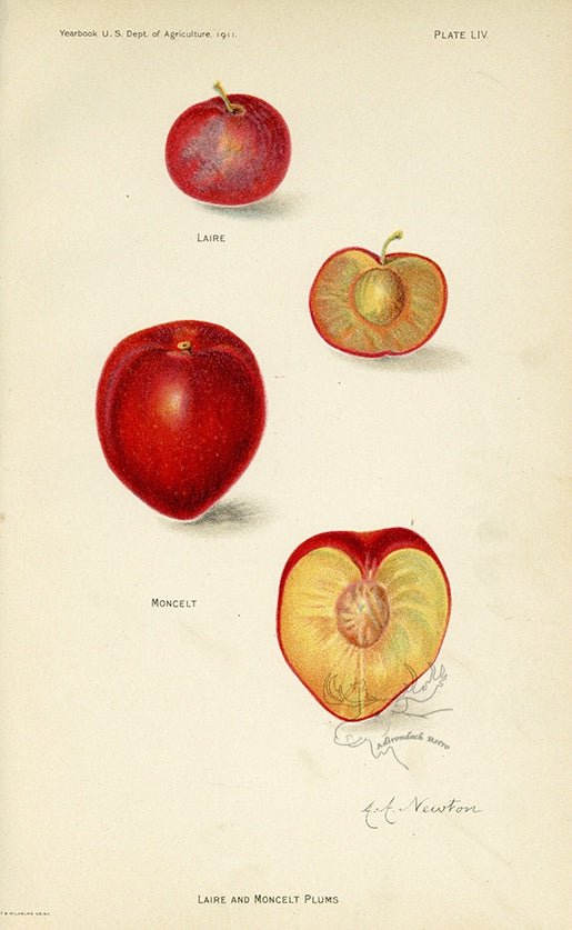 1911 Laire and Moncelt Plums Antique USDA Fruit Print - A.A. Newton at Adirondack Retro