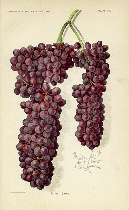 1911 Panariti Grape Antique USDA Fruit Print - A.A. Newton at Adirondack Retro