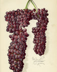 1911 Panariti Grape Antique USDA Fruit Print - A.A. Newton at Adirondack Retro