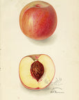 1911 Russell Peach Antique USDA Fruit Print - D.G. Passmore at Adirondack Retro