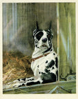 1932 Diana Thorne Vintage Dog Print - Great Dane - Plate