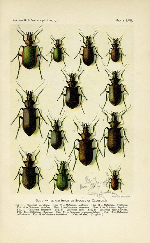 1911 Native and Imported Species of Calosoma Antique USDA Beetle Print at Adirondack Retro