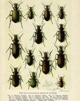 1911 Native and Imported Species of Calosoma Antique USDA Beetle Print at Adirondack Retro
