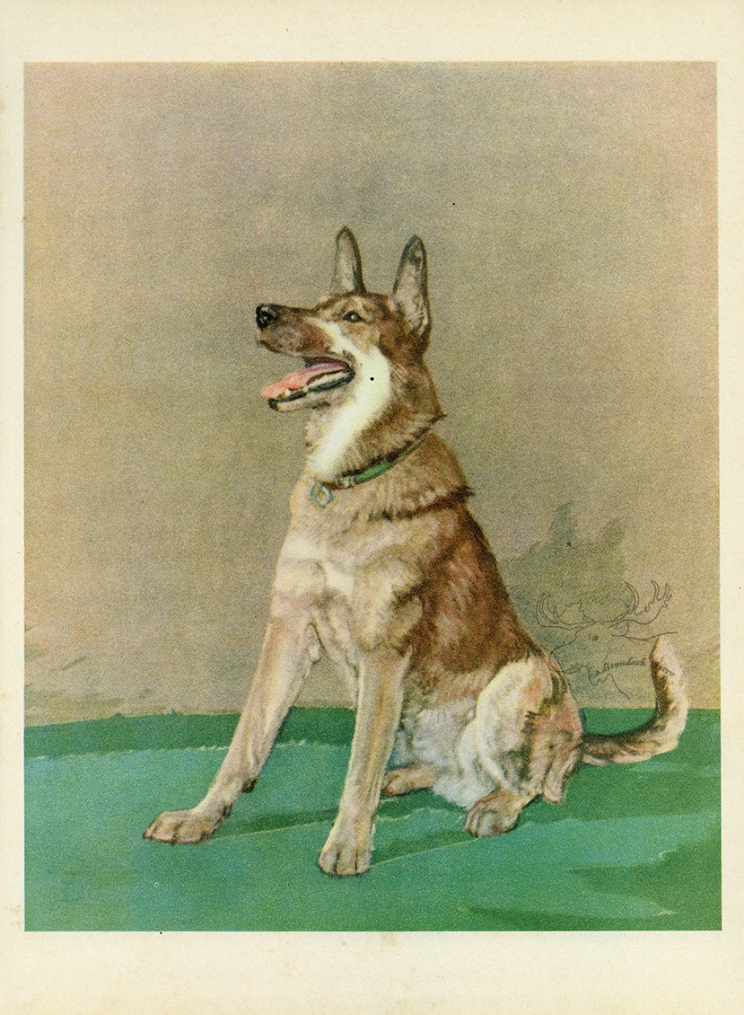 1932 Diana Thorne Vintage Dog Print - German Shepard - Plate #9 at Adirondack Retro