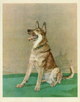 1932 Diana Thorne Vintage Dog Print - German Shepard - Plate 