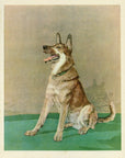 1932 Diana Thorne Vintage Dog Print - German Shepard - Plate