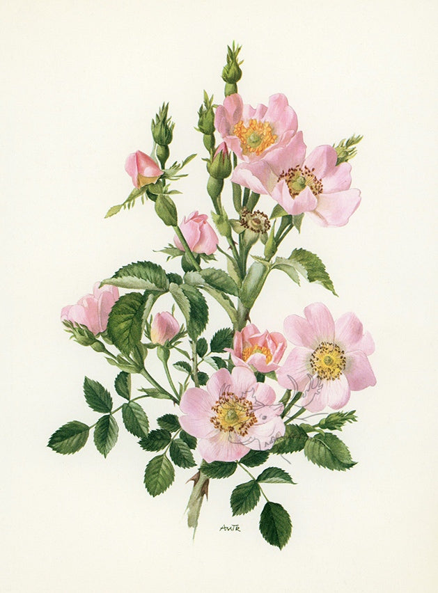 1962 Rosa Canina Rose Tipped-In Botanical Print - Anne-Marie Trechslin at Adirondack Retro
