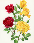 1962 McGredy's Sunset Rose Tipped-In Botanical Print - Anne-Marie Trechslin at Adirondack Retro