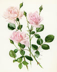 1962 New Dawn Rose Tipped-In Botanical Print - Anne-Marie Trechslin at Adirondack Retro