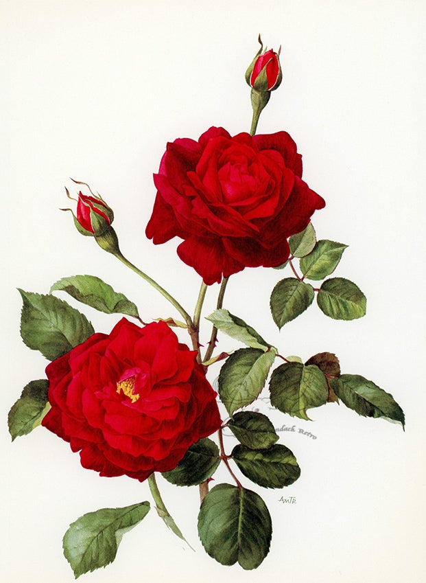 1962 Guinee Rose Tipped-In Botanical Print - Anne-Marie Trechslin at Adirondack Retro