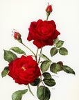 1962 Guinee Rose Tipped-In Botanical Print - Anne-Marie Trechslin at Adirondack Retro