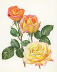 1962 Peace Rose Tipped-In Botanical Print - Anne-Marie Trechslin at Adirondack Retro