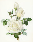 1962 Virgo Rose Tipped-In Botanical Print - Anne-Marie Trechslin at Adirondack Retro