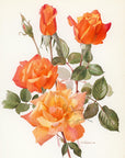 1962 Sutter's Gold Rose Tipped-In Botanical Print - Anne-Marie Trechslin at Adirondack Retro