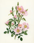 1962 Rosa Canina Rose Tipped-In Botanical Print - Anne-Marie Trechslin at Adirondack Retro