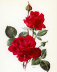 1962 New Yorker Rose Tipped-In Botanical Print - Anne-Marie Trechslin at Adirondack Retro