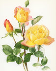 1962 Grand'mere Jenny Rose Tipped-In Botanical Print - Anne-Marie Trechslin at Adirondack Retro