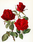 1962 Josephine Bush Rose Tipped-In Botanical Print - Anne-Marie Trechslin at Adirondack Retro