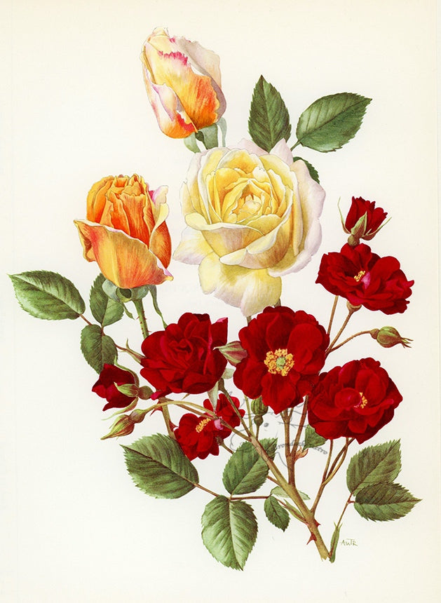 1962 Pilar Landecho Rose Tipped-In Botanical Print - Anne-Marie Trechslin at Adirondack Retro