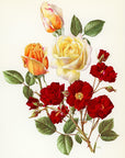 1962 Pilar Landecho Rose Tipped-In Botanical Print - Anne-Marie Trechslin at Adirondack Retro