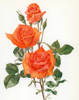 1962 Bettina Climbing Rose Tipped-In Botanical Print - Anne-Marie Trechslin at Adirondack Retro