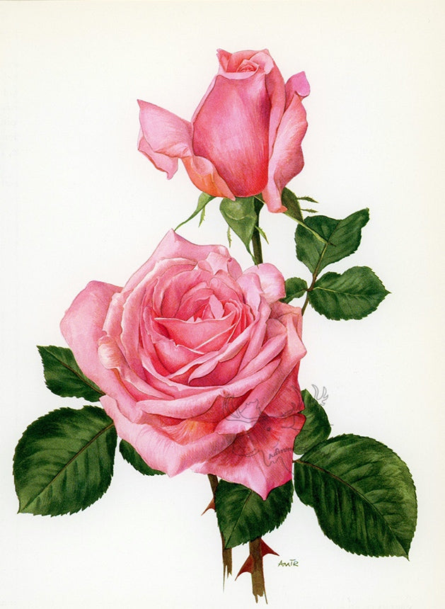 1962 Rendezvous Rose Tipped-In Botanical Print - Anne-Marie Trechslin at Adirondack Retro
