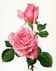 1962 Rendezvous Rose Tipped-In Botanical Print - Anne-Marie Trechslin at Adirondack Retro