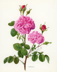 1962 Rosa Damascena Rose Tipped-In Botanical Print - Anne-Marie Trechslin at Adirondack Retro