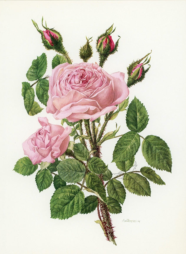 1962 Rosa Centifolia Muscosa Rose Tipped-In Botanical Print - Anne-Marie Trechslin at Adirondack Retro