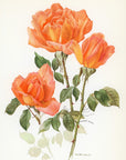 1962 Beaute Rose Tipped-In Botanical Print - Anne-Marie Trechslin at Adirondack Retro