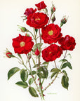 1962 Moulin Rouge Rose Tipped-In Botanical Print - Anne-Marie Trechslin at Adirondack Retro