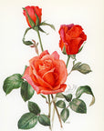 1962 Mojave Rose Tipped-In Botanical Print - Anne-Marie Trechslin at Adirondack Retro