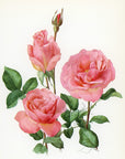 1962 Tiffany Rose Tipped-In Botanical Print - Anne-Marie Trechslin at Adirondack Retro