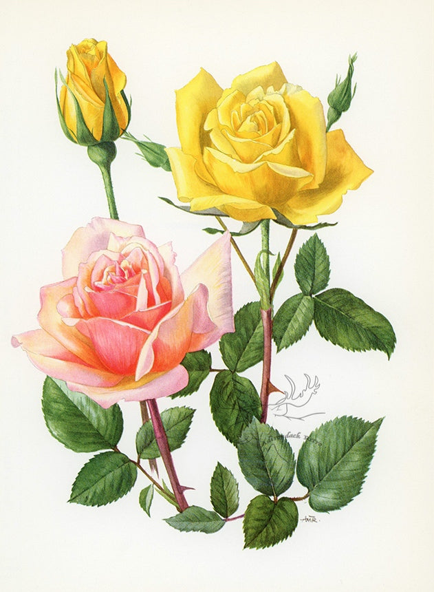 1962 Buccaneer Rose Tipped-In Botanical Print - Anne-Marie Trechslin at Adirondack Retro