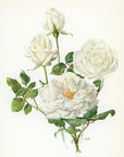 1962 Message Rose Tipped-In Botanical Print - Anne-Marie Trechslin at Adirondack Retro