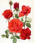 1962 Soraya Rose Tipped-In Botanical Print - Anne-Marie Trechslin at Adirondack Retro