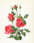 1962 Spartan Rose Tipped-In Botanical Print - Anne-Marie Trechslin at Adirondack Retro