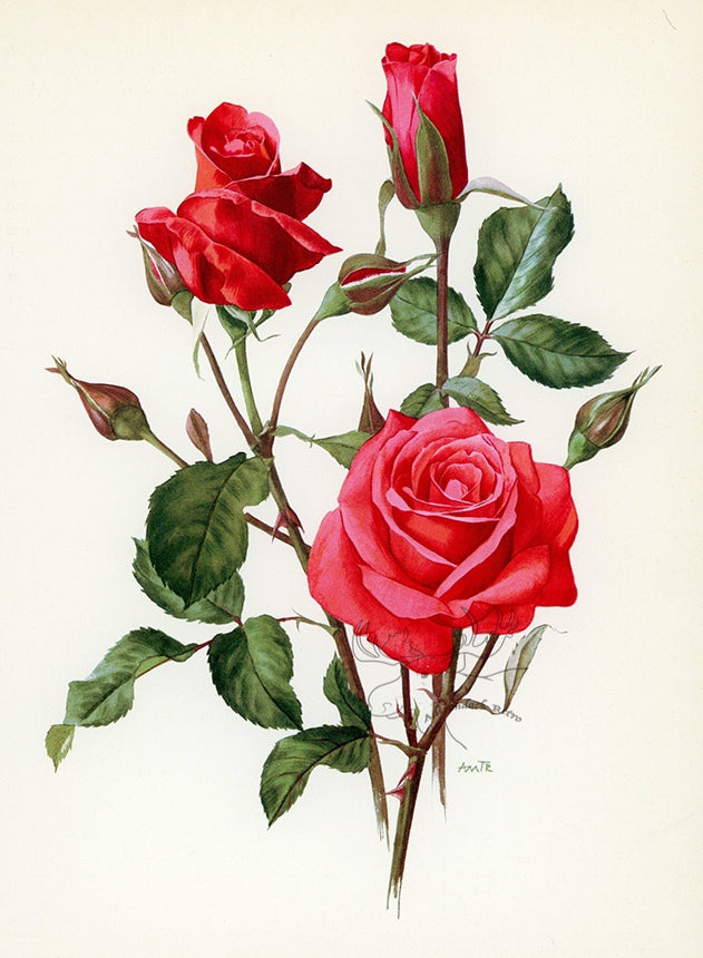 1962 Montezuma Rose Tipped-In Botanical Print - Anne-Marie Trechslin at Adirondack Retro