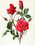 1962 Montezuma Rose Tipped-In Botanical Print - Anne-Marie Trechslin at Adirondack Retro