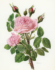 1962 Rosa Centifolia Muscosa Rose Tipped-In Botanical Print - Anne-Marie Trechslin at Adirondack Retro