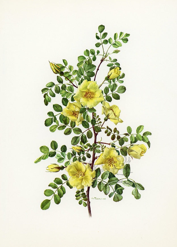 1962 Rosa Hugonis Rose Tipped-In Botanical Print - Anne-Marie Trechslin at Adirondack Retro