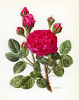 1962 Parkzauber Rose Tipped-In Botanical Print - Anne-Marie Trechslin at Adirondack Retro