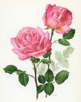 1962 Grace de Monaco Rose Tipped-In Botanical Print - Anne-Marie Trechslin at Adirondack Retro