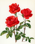 1962 Miss France Rose Tipped-In Botanical Print - Anne-Marie Trechslin at Adirondack Retro