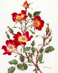 1962 Cocktail Rose Tipped-In Botanical Print - Anne-Marie Trechslin at Adirondack Retro