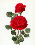 1962 Champs Elysees Rose Tipped-In Botanical Print - Anne-Marie Trechslin at Adirondack Retro