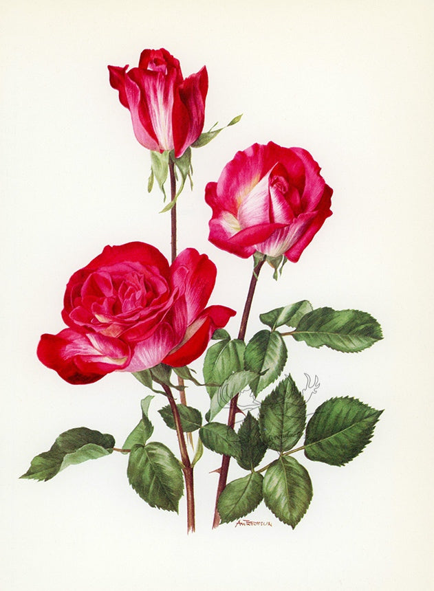 1962 Rosa Gaujard Rose Tipped-In Botanical Print - Anne-Marie Trechslin at Adirondack Retro